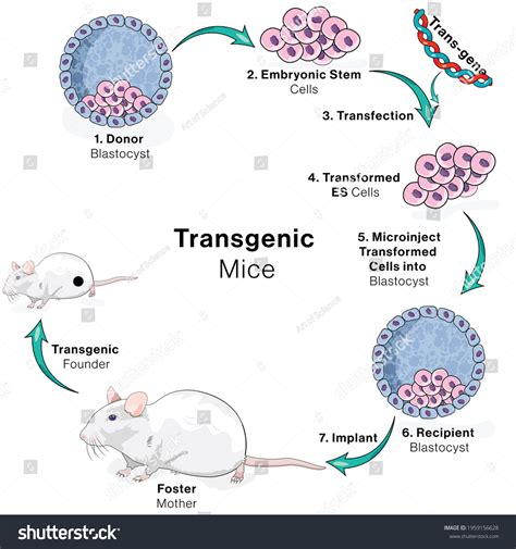 transgenic vector